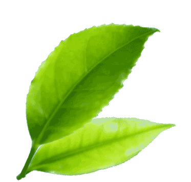 pear-image