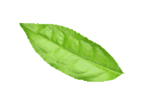 pear-image